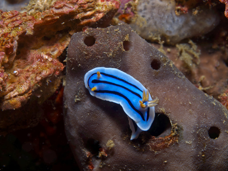 Nudibranch, Sinandigan Wall